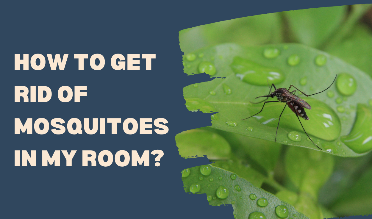 How to get rid of mosquitoes in the store house